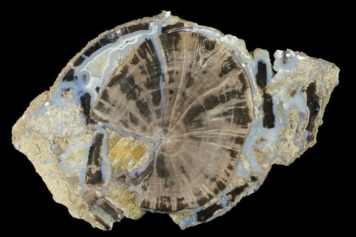 Petrified Wood (Schinoxylon) Slab - Blue Forest, Wyoming #141286